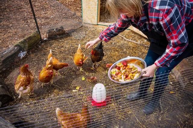 You should make sure your backyard flock is protected from contact with wild birds to protect from the spread of bird flu, officials suggest.