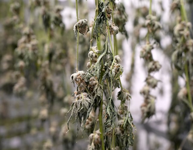 The Biden administration plans to change how marijuana is classified.