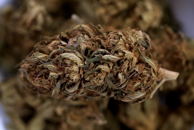Cannabis