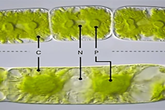The two strains of Zygnema obtained from cultures held at the University of Göttingen. C highlights the chloroplasts, N the nucleus and P the pyrenoid. One-cell filament contains two chloroplasts and one nucleus.