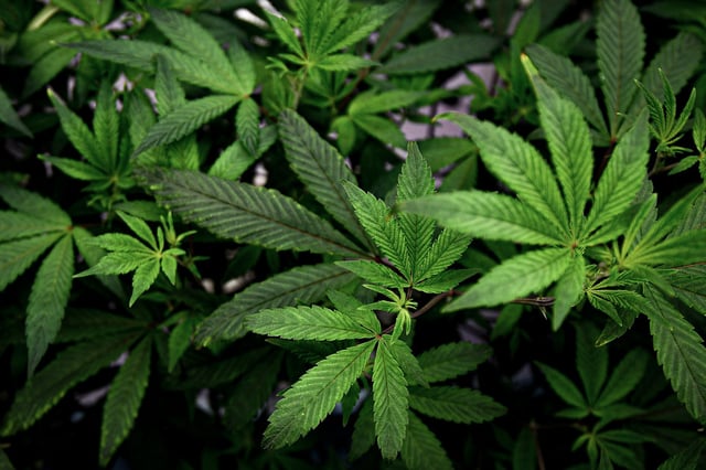 Cannabis leaves on Dec 1, 2022, in Bangkok.