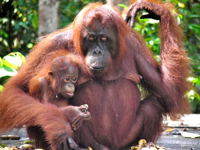 An orangutan mother with her baby. Photo: Rainforest Action Network