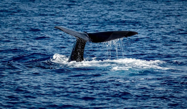 Sperm whale tail seen. A Sperm whale just off Roseau in the Caribbean