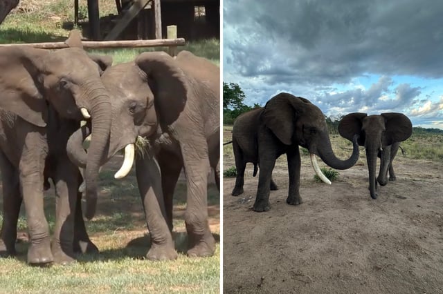 Elephant greeting