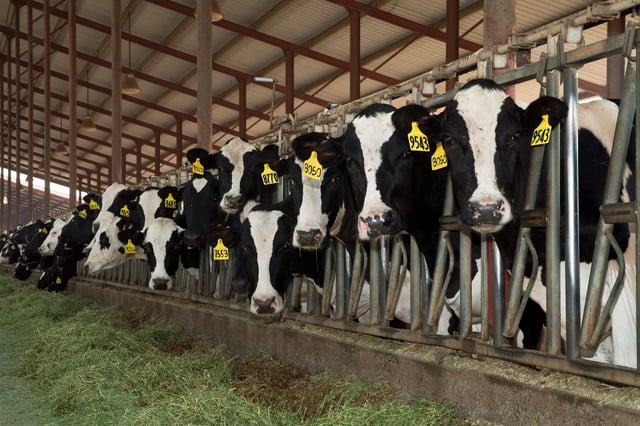 Livestock - Curious Holstein dairy cows feed on silage in a freestall barn at a large California dairy / San Joaquin Valley, California, USA. (Photo by: Ed Young /Design Pics Editorial/Universal Images Group via Getty Images)
