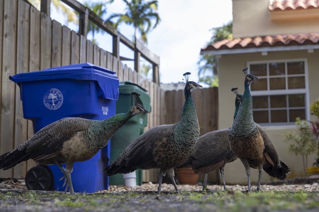 Peafowl hang out together in a neighborhood on February 04, 2022 in Miami, Florida. Miami-Dade Commissioners recently loosened a law that protects the non-native peafowl that roam the area by allowing cities to remove the birds if they plan to do so humanely.
