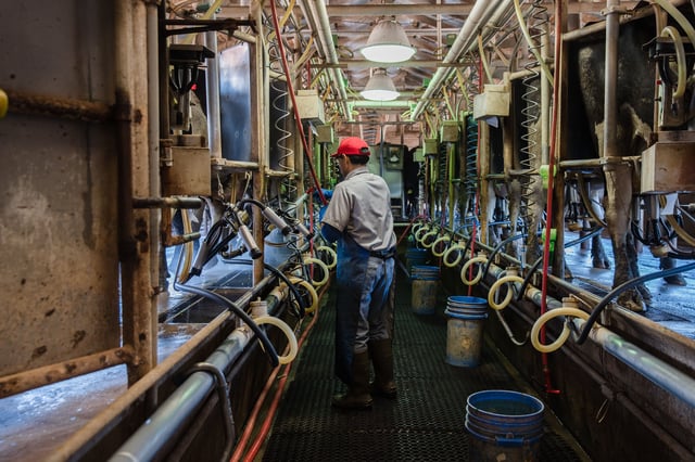 Raul (Che) Pedroza Cedillo milks Holstein cows at Frank Konyn Dairy Inc., on April 16, 2020, in Escondido, California. - The farm is operated and owned by Frank and Stacy Konyn who are lifelong farmers, however, the Konyn's income has dropped 40 percent since the Coronavirus pandemic. The farm took a financial hit since the restaurants are not open but they have not let go of any employees since the cows still need to be fed, milked and provided with medical attention. (Photo by ARIANA DREHSLER / AFP) (Photo by ARIANA DREHSLER/AFP via Getty Images)
