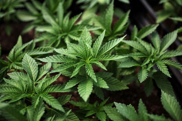 Marijuana plants for the adult recreational market are seen inside a greenhouse at Hepworth Farms in Milton, New York, U.S., July 15, 2022.