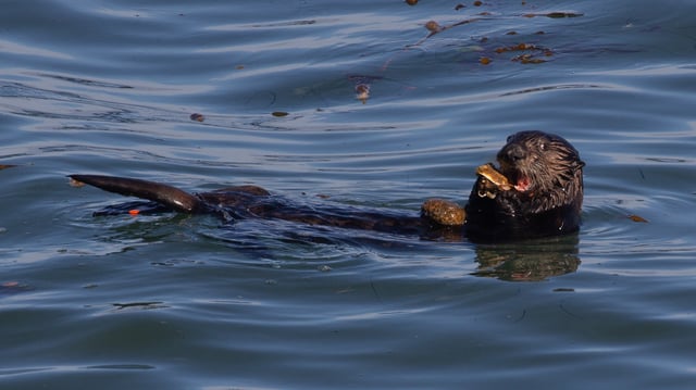 A southern sea otter uses a rock anvil to break open shells of prey.