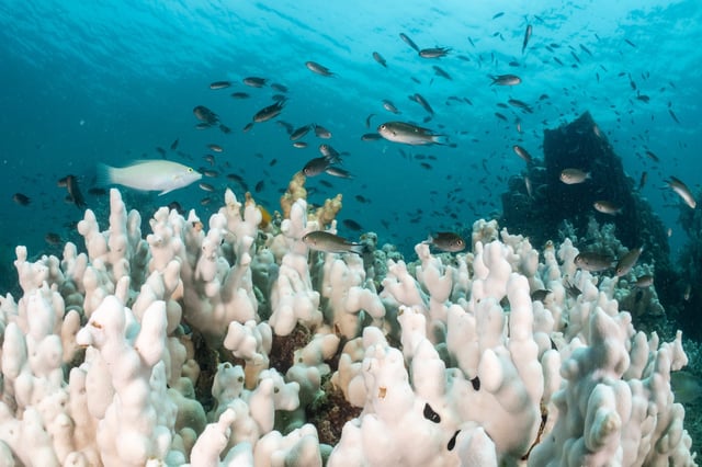 A reef affected by coral bleaching from high water temperature on May 8, 2024 in Trat, Thailand. 