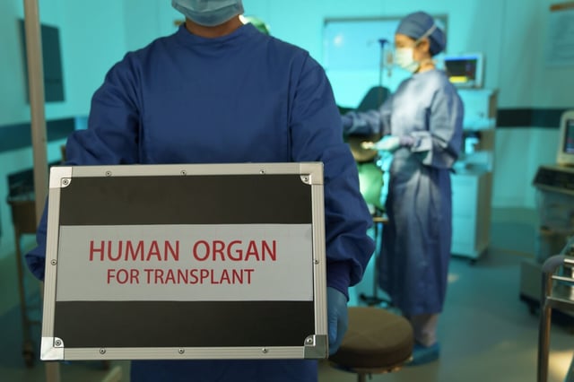 Operating room nurses holding the human organs for transplant (ViewStock/Shutterstock)