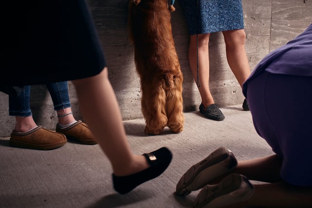 NEW YORK, NEW YORK - MAY 14:  An English Cocker Spaniel looks over the fence as a woman passes by during the 148th Annual Westminster Kennel Club Dog Show at the USTA Billie Jean King National Tennis Center on May 14, 2024 in New York City. (Photo by Andres Kudacki/Getty Images)
