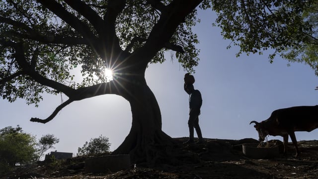 Vaibhav Maske, a farmer, carries water in a vessel at his farm outside Beed, India, Friday, May 3, 2024. Voters in India, from the rain-drenched Himalayas in the north to the sweltering, dry south, are looking for politicians who promise relief, stability and resilience to the wide-ranging and damaging effects of a warming climate. Maske said local and federal governments need to prioritize providing a water source for farming. (AP Photo/Rafiq Maqbool)