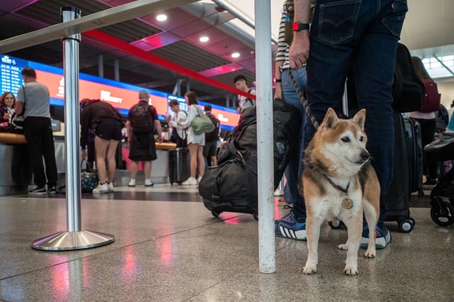 A dog waits on line with their owner at a checkin counter at JFK International airport in New York City on June 30, 2023.