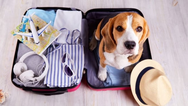Airline For Dogs Launches Its First-Ever Flight