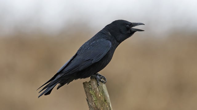 The new study of carrion crows is the first to explicitly show that any other species besides humans can link voluntary vocalizations with an understanding of quantity.