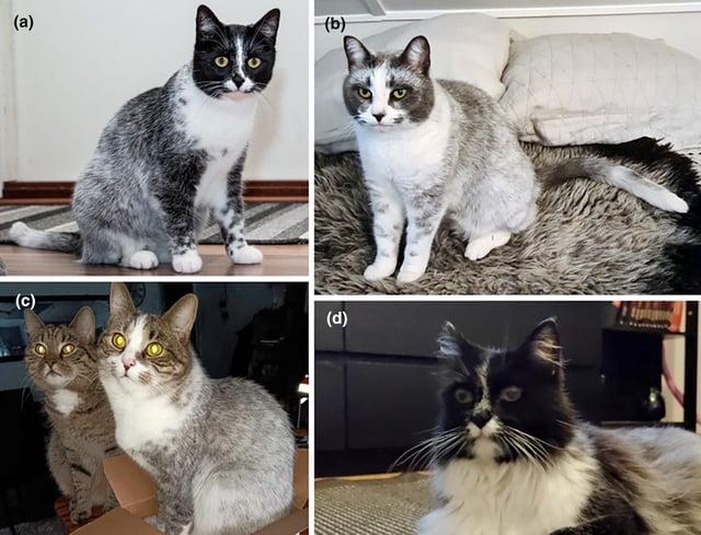 Salmiak coloring in cats