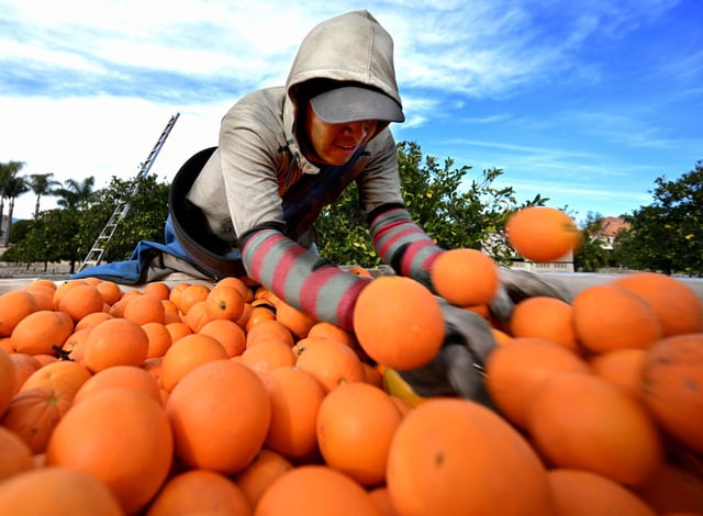 A worker dumps freshly picked oranges into a bin in Redlands, Calif., on Jan. 30, 2024.  