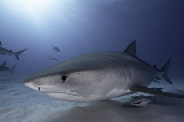 Tiger shark