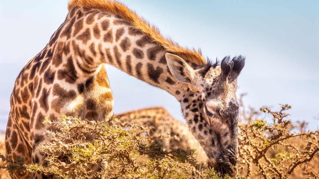 Photograph of a giraffe grazing on the top leaves of a tree
