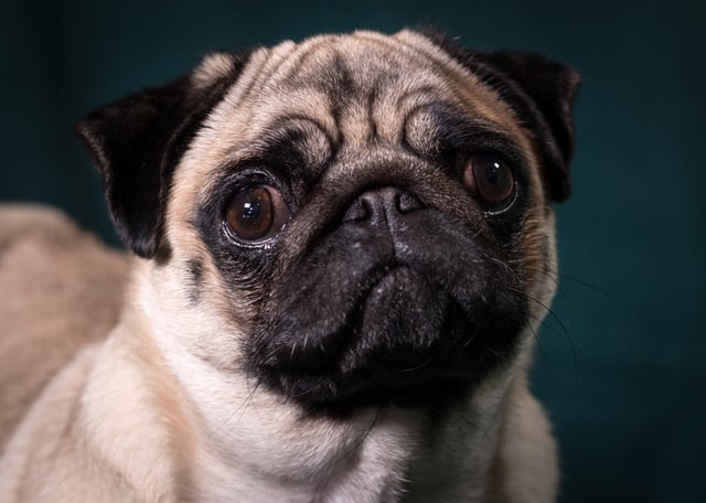 Pug