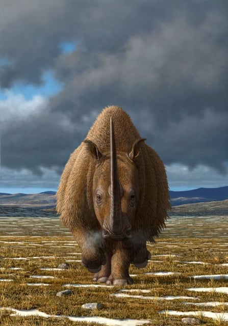 Woolly rhinoceroses (Coelodonta antiquitatis) were once widely distributed across northern and central Eurasia, before going extinct some 10,000 years ago. Image credit: Mauricio Anton.