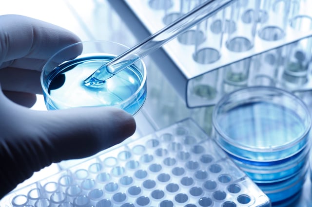 A researcher working with a petri dish in a lab. According to a new report released on June 5, 224, a new, rare sexually transmitted ringworm, Trichophyton mentagrophytes type VII, has been detected for the first time in New York City man.