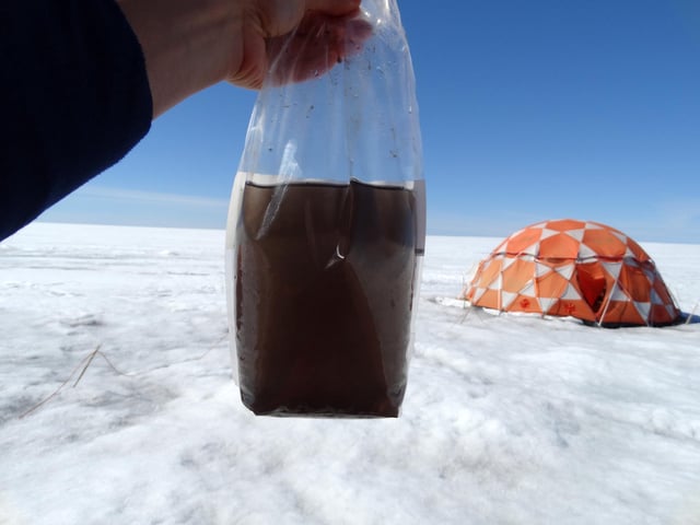 One of the samples in which Laura Perini found giant virusses. At first glance it looks like dirty water, but the bag is teeming with microorganisms, one of those being the ice algae that darkens the ice. Credit: Laura Perini