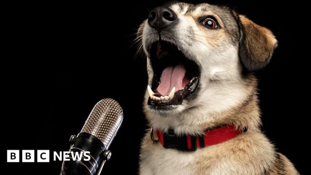 A goofy-looking dog with its jaw wide open, and a microphone placed in front of it - creating the illusion that it is being recorded