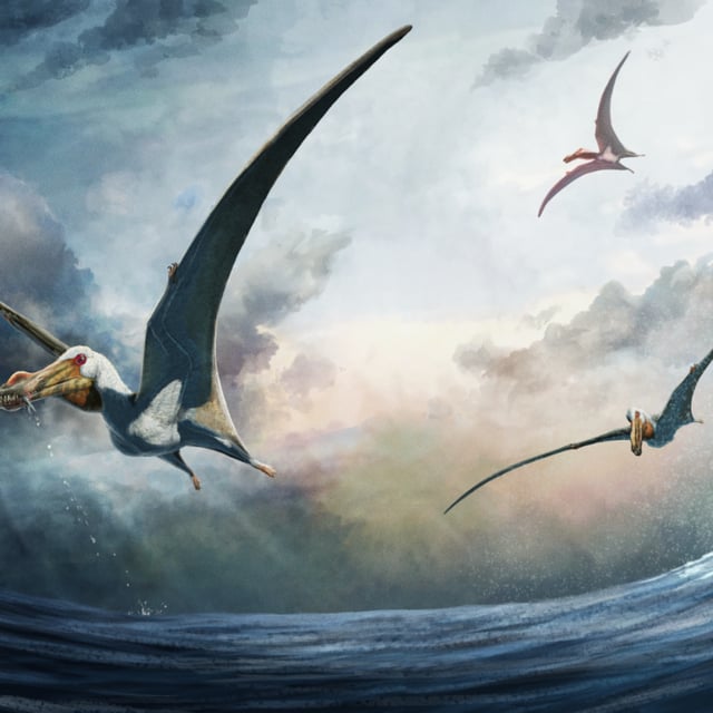 An artists impression shows the Haliskia peterseni, a new species discovered in Australia.