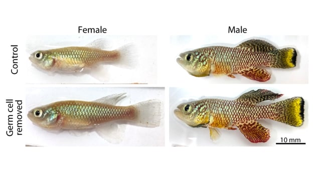 4 Photographs of a small yellow, red, and green fish.
