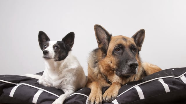 Photograph of 2 dogs laying on the same white and black striped dog bed