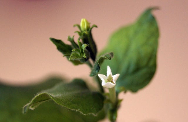 Researchers have programmed the Nicotiana benthamiana plant, a close relative of tobacco, to produce prebiotic sugars found in human breast milk.
