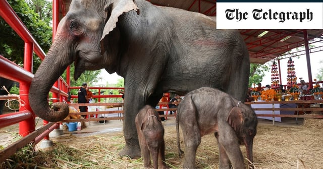 Chamchuri, the mother, stands with her newborn female (left) and male twins, in Ayutthaya, Thailand