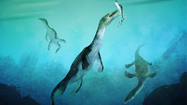 An illustration of nothosaurs swimming and eating along the ancient southern polar coast of present day New Zealand. These are the oldest known sea-going reptiles from the Southern Hemisphere.