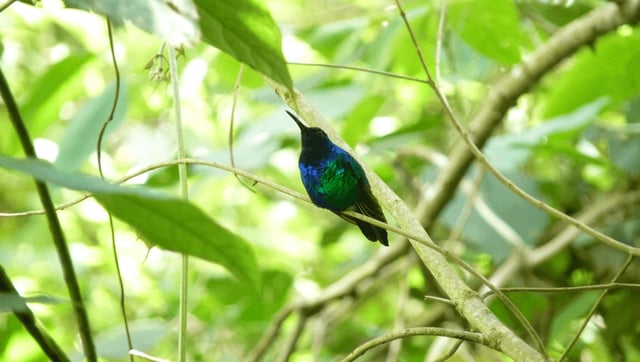 126 Bird Species Declared "Lost" – Could You Help Scientists Find Them?