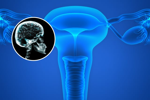 Brain and ovaries