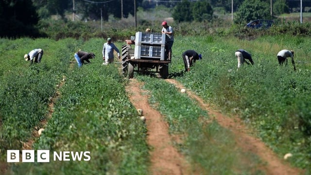 Migrants labourers working in a field
