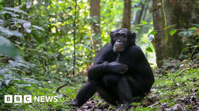 A wild chimpanzee