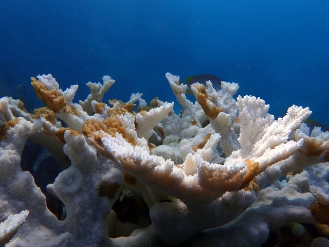 Dead Coral at Sombrero Reef.