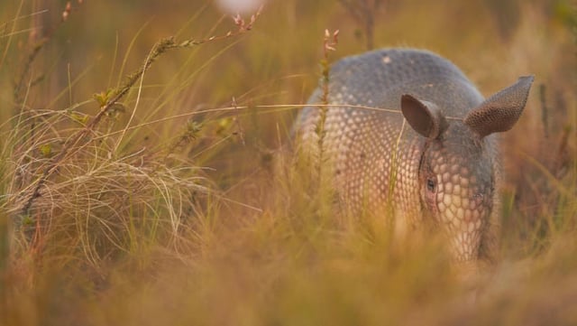 The Guianan long-nosed armadillo (Dasypus guianensis). Image credit: Quentin Martinez, https://quentinmartinez.fr.