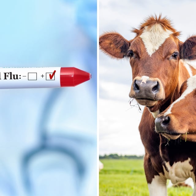 (Left) Positive test for H5N1 bird flu; (Right) a pair of cows. The multi-state outbreak of bird flu among dairy cows could be putting dairy workers at risk.