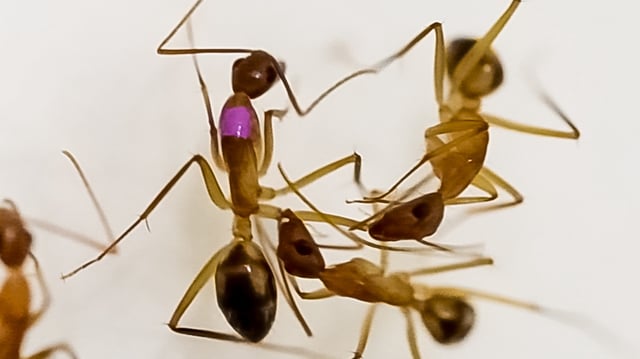 Wound care and amputation in a Camponotus maculatus ant. In a new study, the insects with experimentally infected wounds had a significantly greater survival rate.