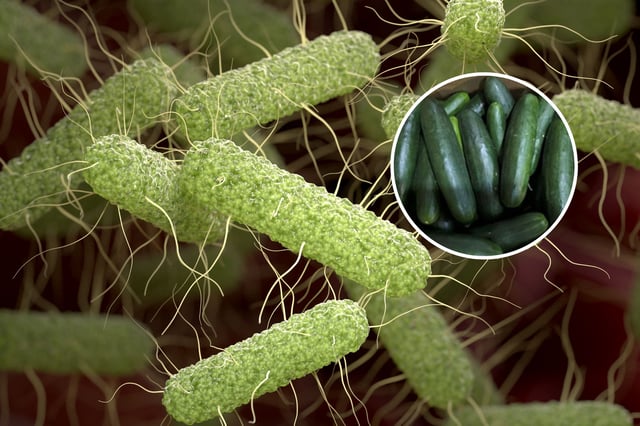 salmonella