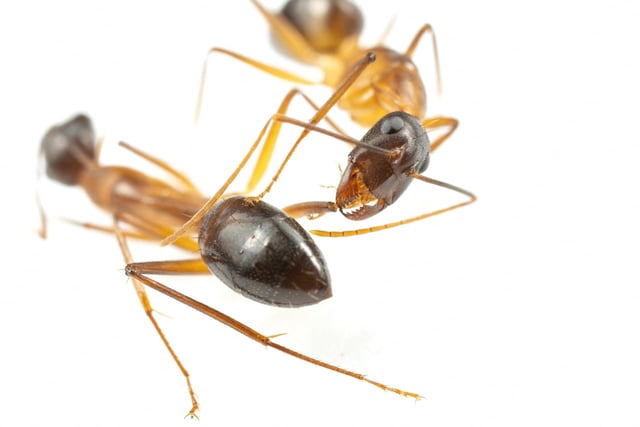 SCIENCE-ANTS/