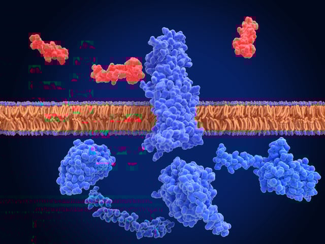 The glucagon like peptide-1 receptor (GLPr) is a G protein–coupled receptor (GPCR) that mediates the action of GLP-1, a peptide hormone. The activated receptor has a strong effect on the management of type 2 diabetes mellitus and obesity, including glucose homeostasis and regulation of gastric motility and food intake.