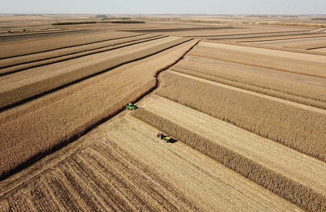 Machines harvested corns in Fujin City in northeast China’s Heilongjiang province on November 1, 2023. Photo: Xinhua.