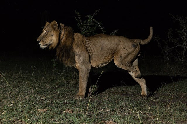 Jacob's leg was amputated after getting it caught in a steel poaching trap.