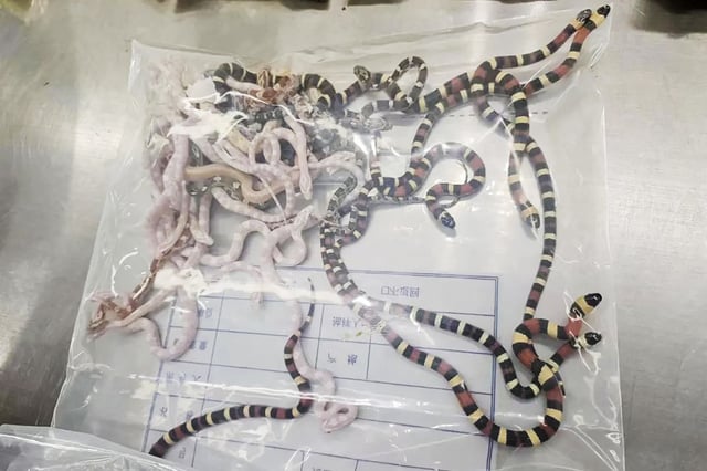 Confiscated snakes lying inside a plastic bag at a customs office on in Shenzhen, China on July 9, 2024.