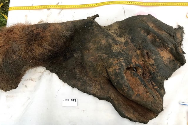 52,000-year-old wooly mammoth skin after it was excavated from permafrost. The Cell study shows that fossils of ancient chromosomes survive in the skin. 